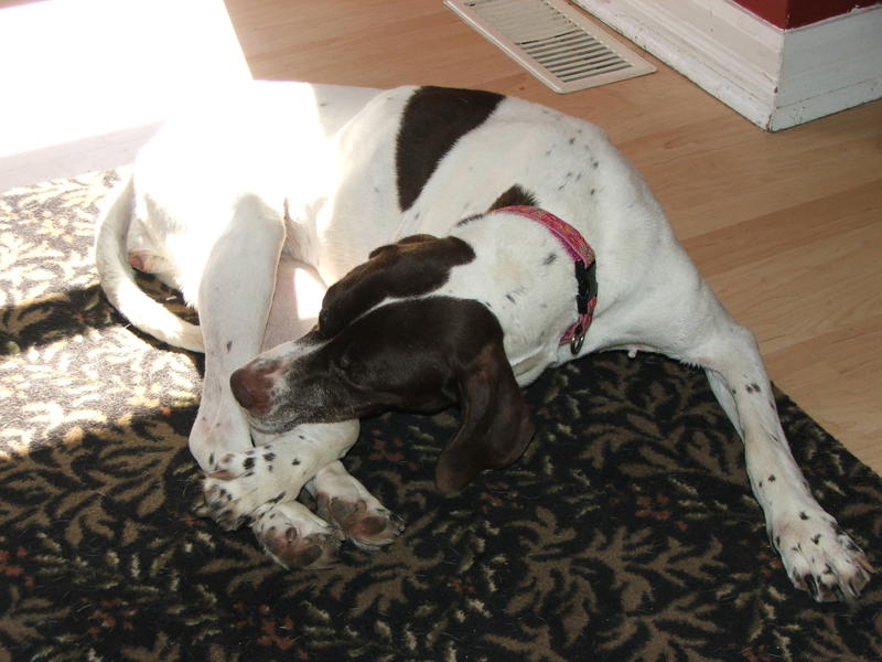 Dog Bones Illness Canada Dog Bones Illness Canada