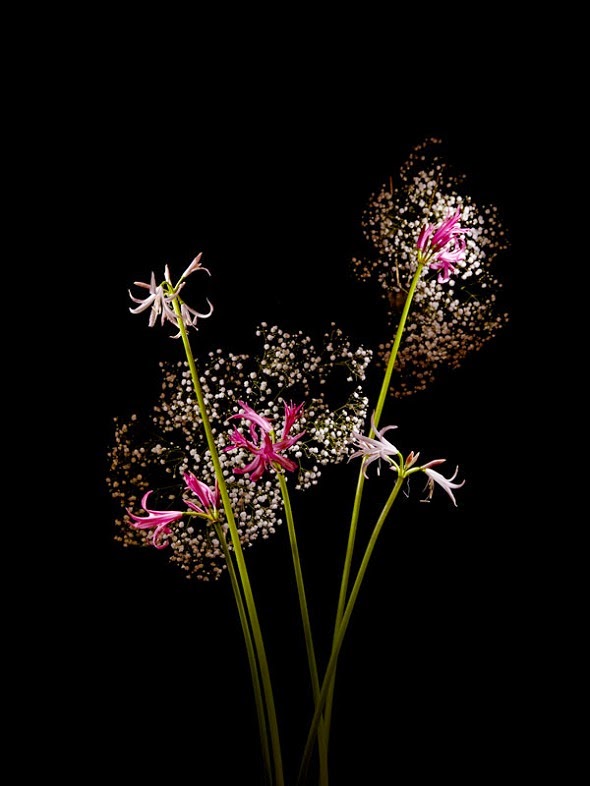 As flores fotografadas como fogos de artifício de Sarah Illenberger e Sabrina Rynas Sarah Illenberger fotografia Flowerwork flores como fogos de artifício