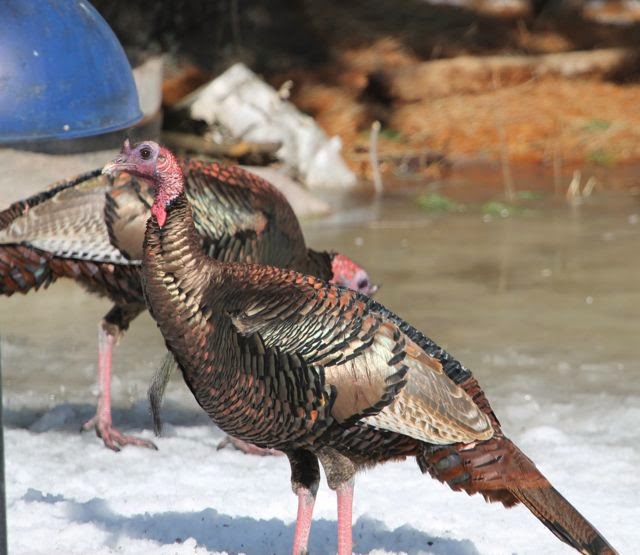 turkeys in the sunshine