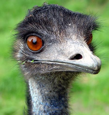 emu pics