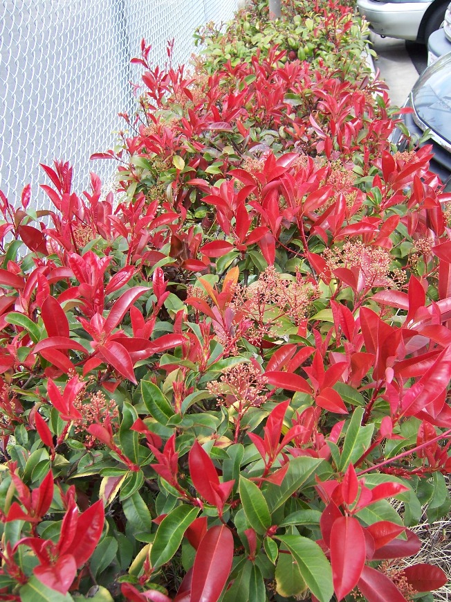 The 2 Minute Gardener Photo Fraser�s Photinia (Photinia