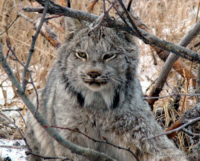 "Canadian Lynx"