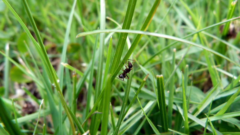 filo d'erba formica