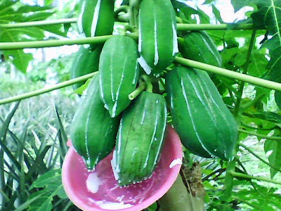 MANFAAT DARI BAGIAN GETAH PEPAYA