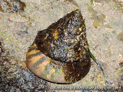 Giant Turban Snail (Tectus niloticus) Giant Turban Snail (Tectus niloticus)