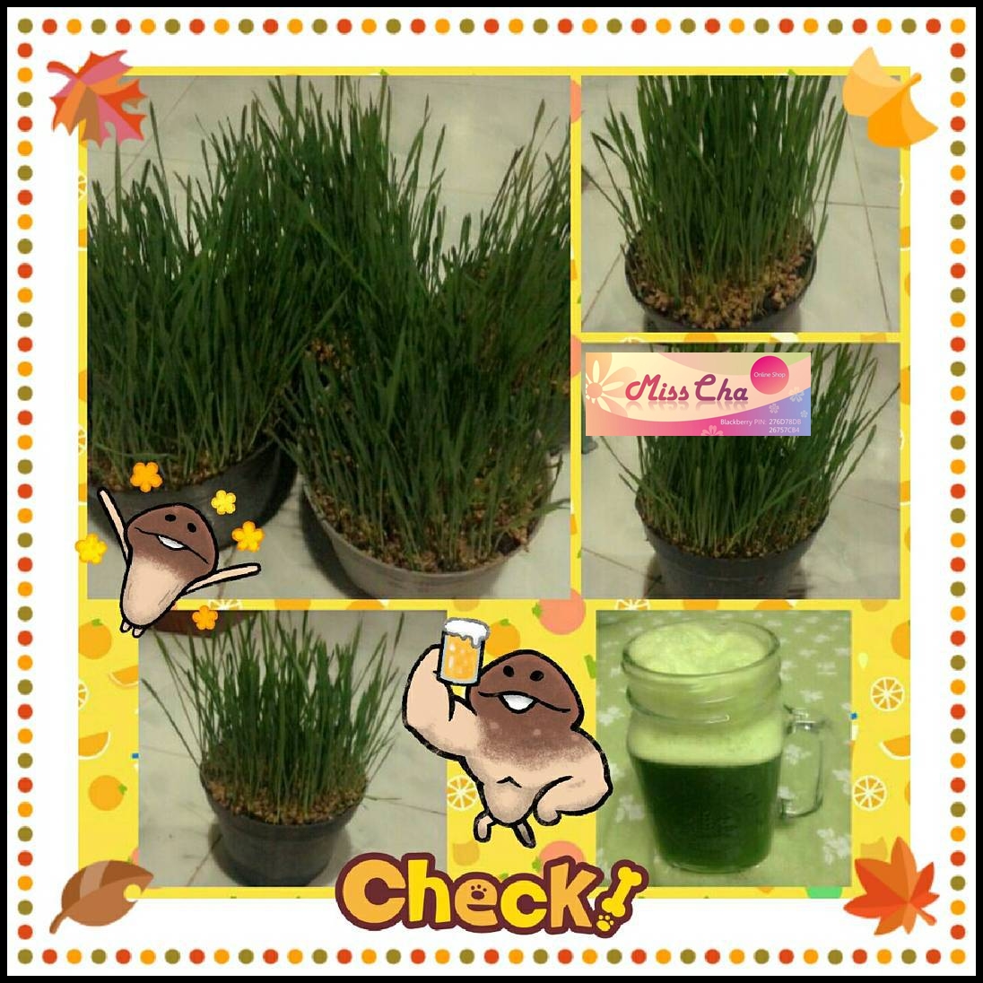 jual bibit benih wheatgrass import shop miss cha jual bibit benih wheatgrass import shop miss cha