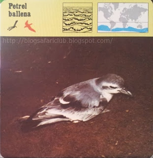 Petrel ballena Blog Safari Club, el Petrel ballena, un pajarillo que vive en altamar