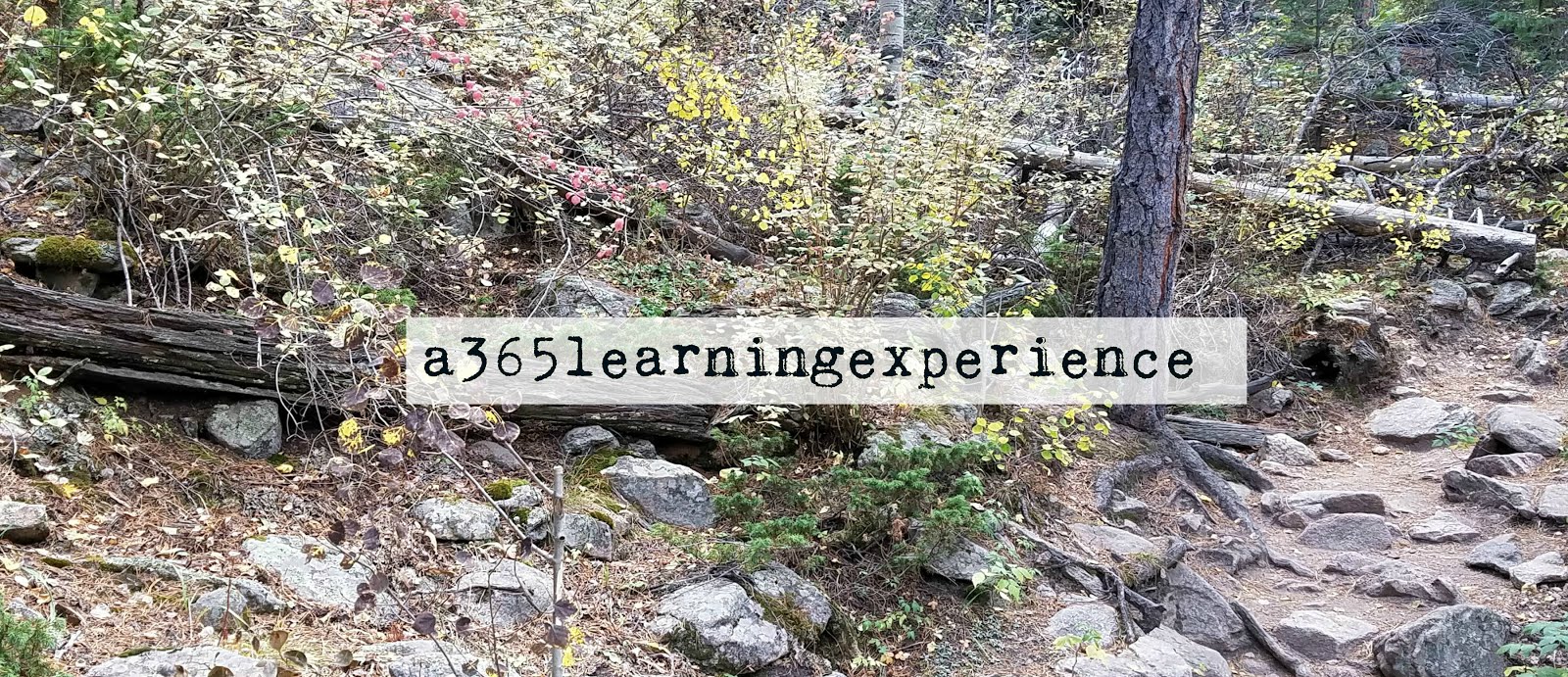 A 365 Learning Experience