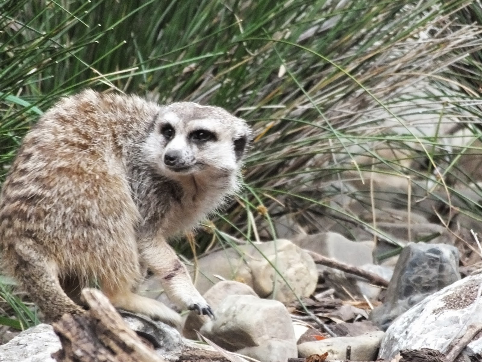 Meerkats at The National Zoo & Aquarium in Canberra FEAST OR FAMINE