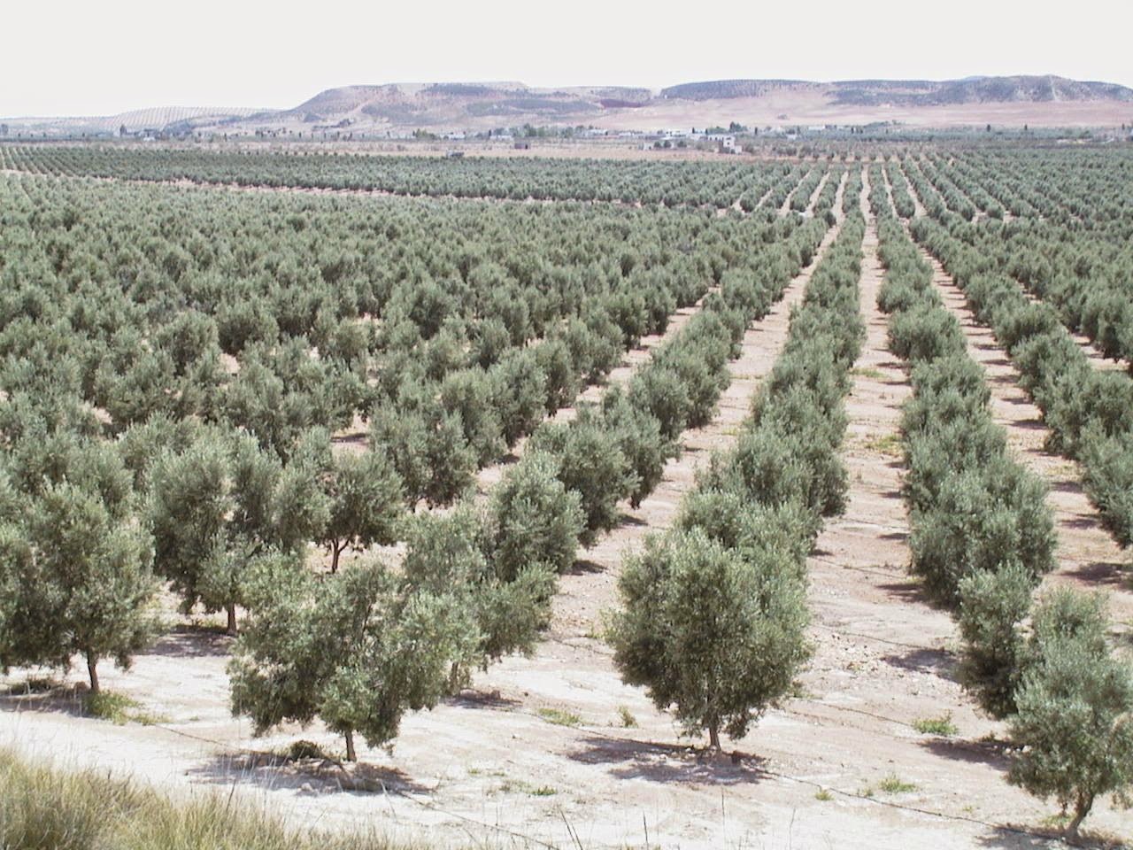 FITOSOFIA CULTIVO DEL OLIVOPRIMERA PARTE