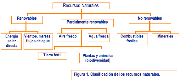 COMO CLASIFICAR A UN FOSIL como clasificar a un fosil: