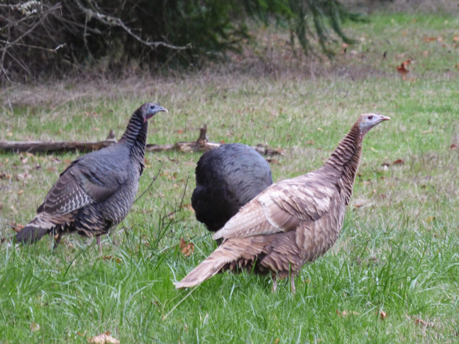 Birds Leucistic Turkey?