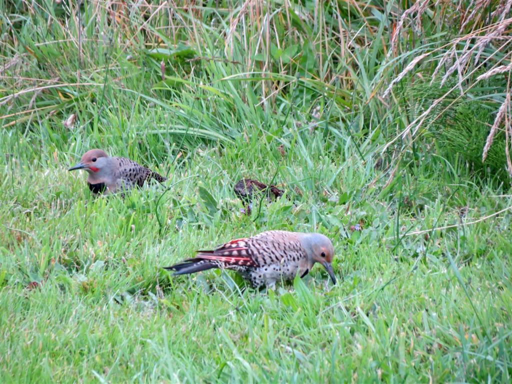 Viewing nature with Eileen: Red Shafted Flickers