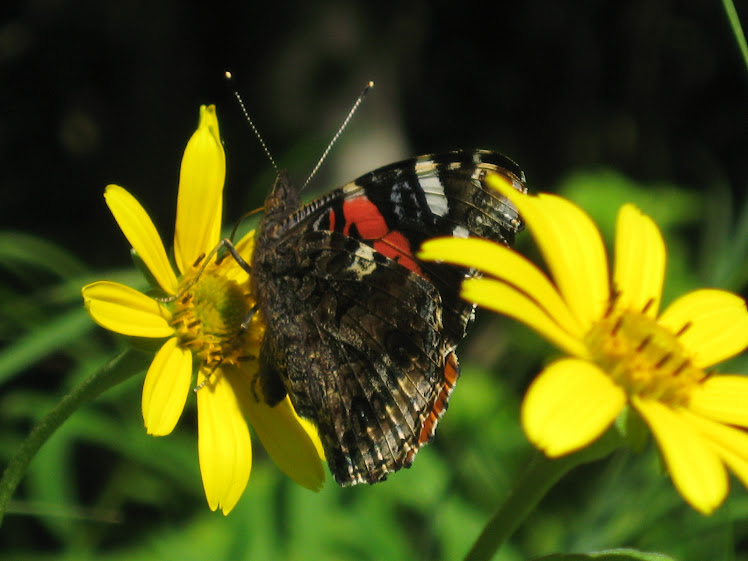 Beautiful Butterfly