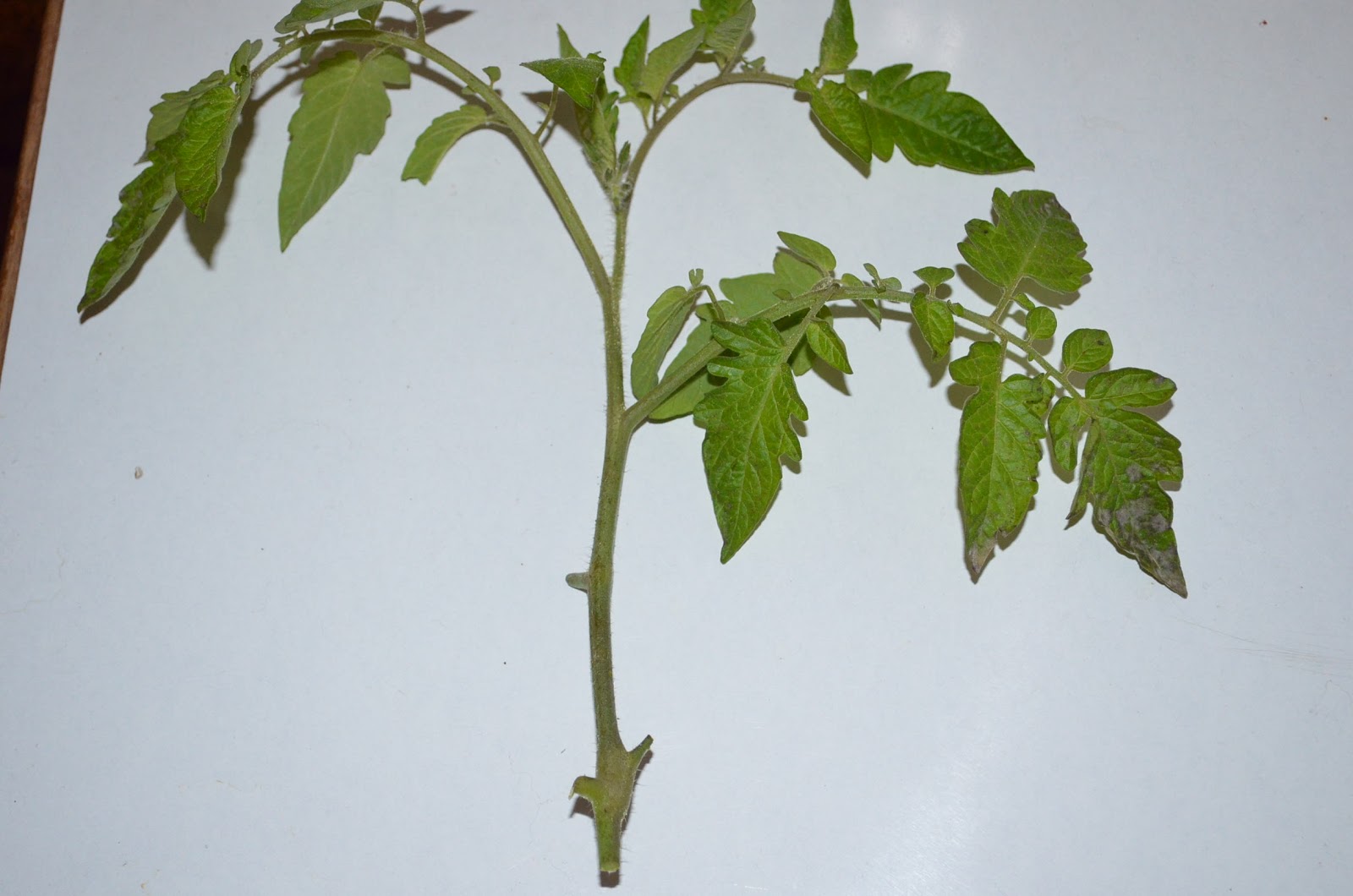 Free tomato plant from the sucker branch