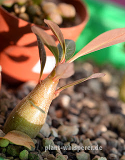 Adenium obesum 'Dark Love' seedling on September 30, 2014 Young Adenium obesum 'Dark Love' plant in pumice soil, picture date 2014-09-30