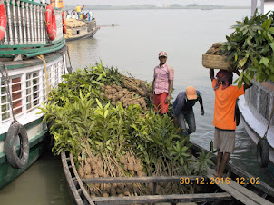 "Mango Saplings" being loaded at Godhkali Port for planting on Gosaba Island.