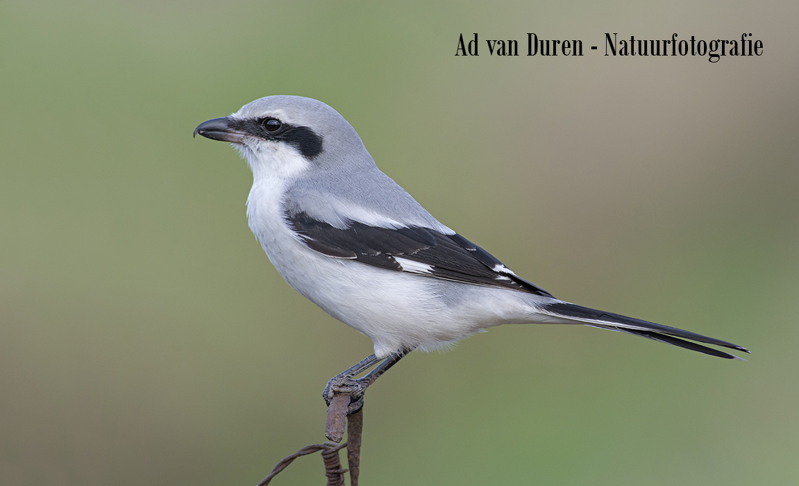AD VAN DUREN - NATUURFOTOGRAFIE