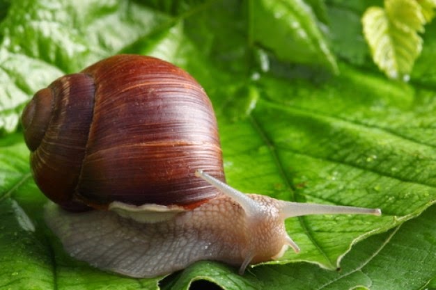 ANIMALES VERTEBRADOS E INVERTEBRADOS: Moluscos