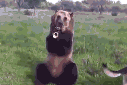 Image result for russian sneaking bear gif