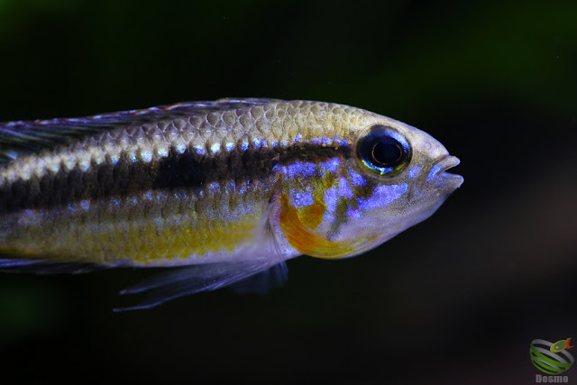 Apistogramma mendezi / Santa Isabel