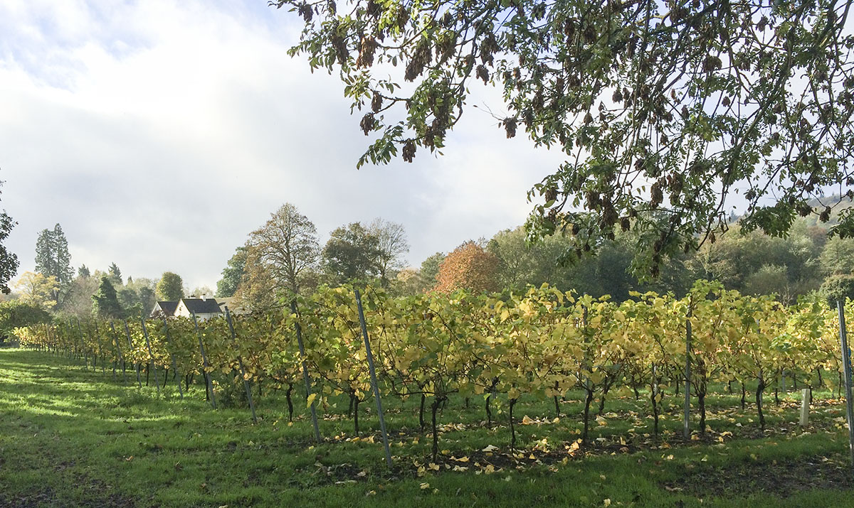A field of grape vines near Shoreham. 2 November 2013. A field of grape vines near Shoreham. 2 November 2013.