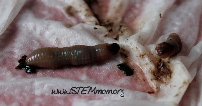 What comes out of a worm's tail when you cut it off: STEMmom.org