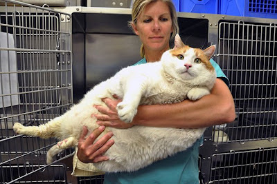 Kucing Obesitas Bernama 'Meow' Meninggal