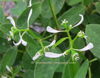 Euphorbia 'Diamond Frost'
