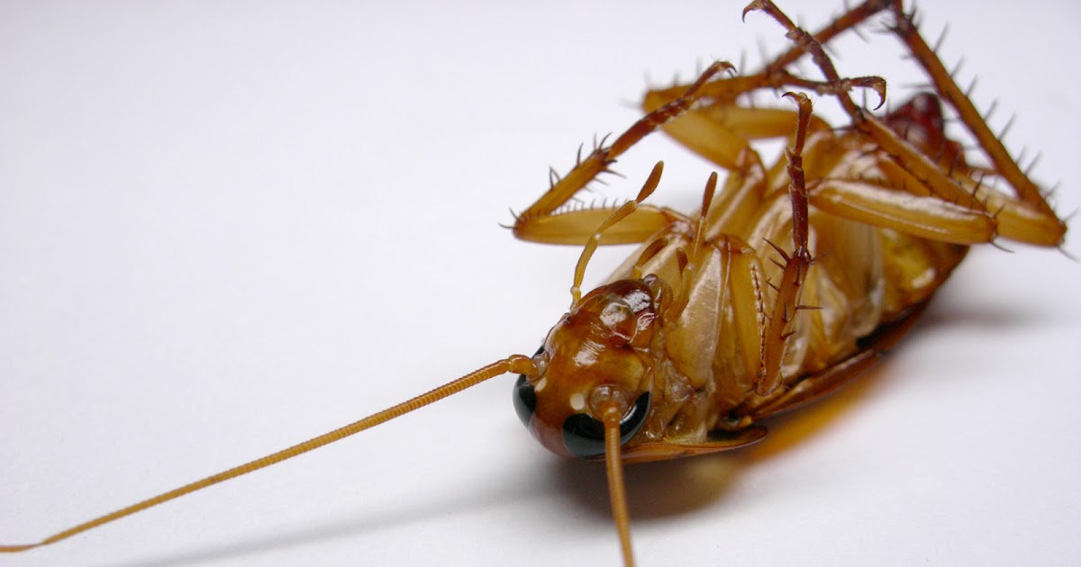 Unicorns ARE real.... Roaches are scary. It's okay to be afraid of them.