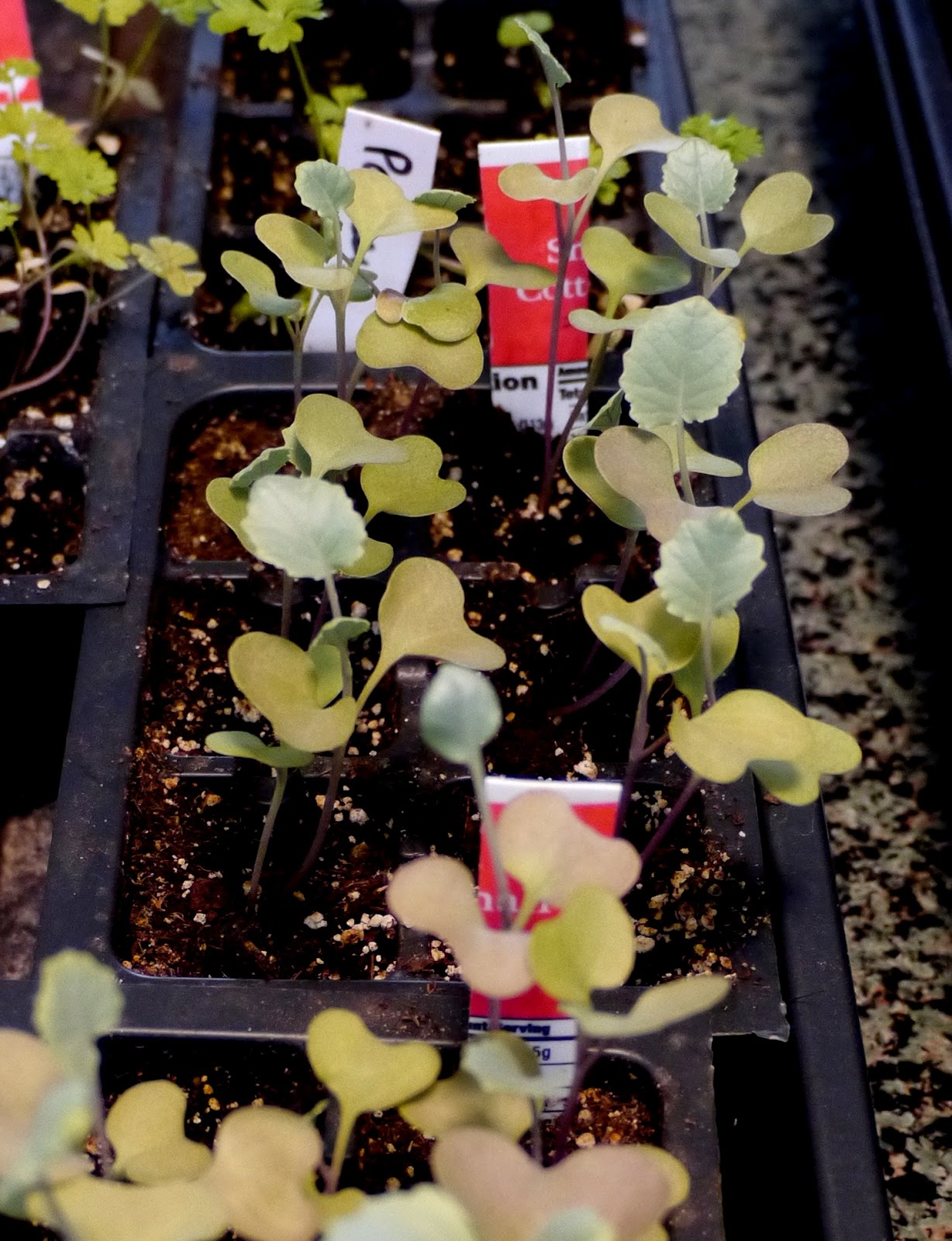 Less Noise, More Green A step by step guide to repotting broccoli