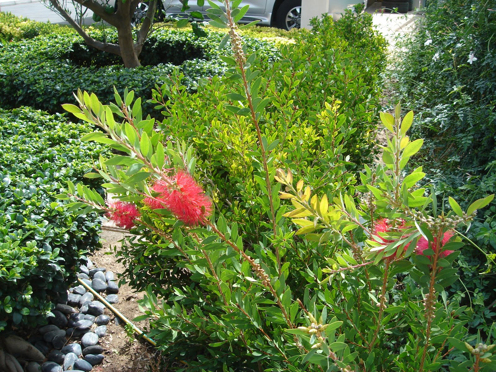 The Next Chapter, Doha, Qatar Doha Garden Tour Residence 4