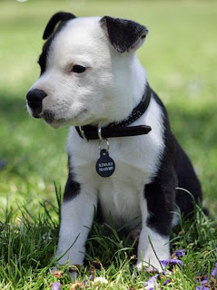 American Staffordshire Terrier Puppy