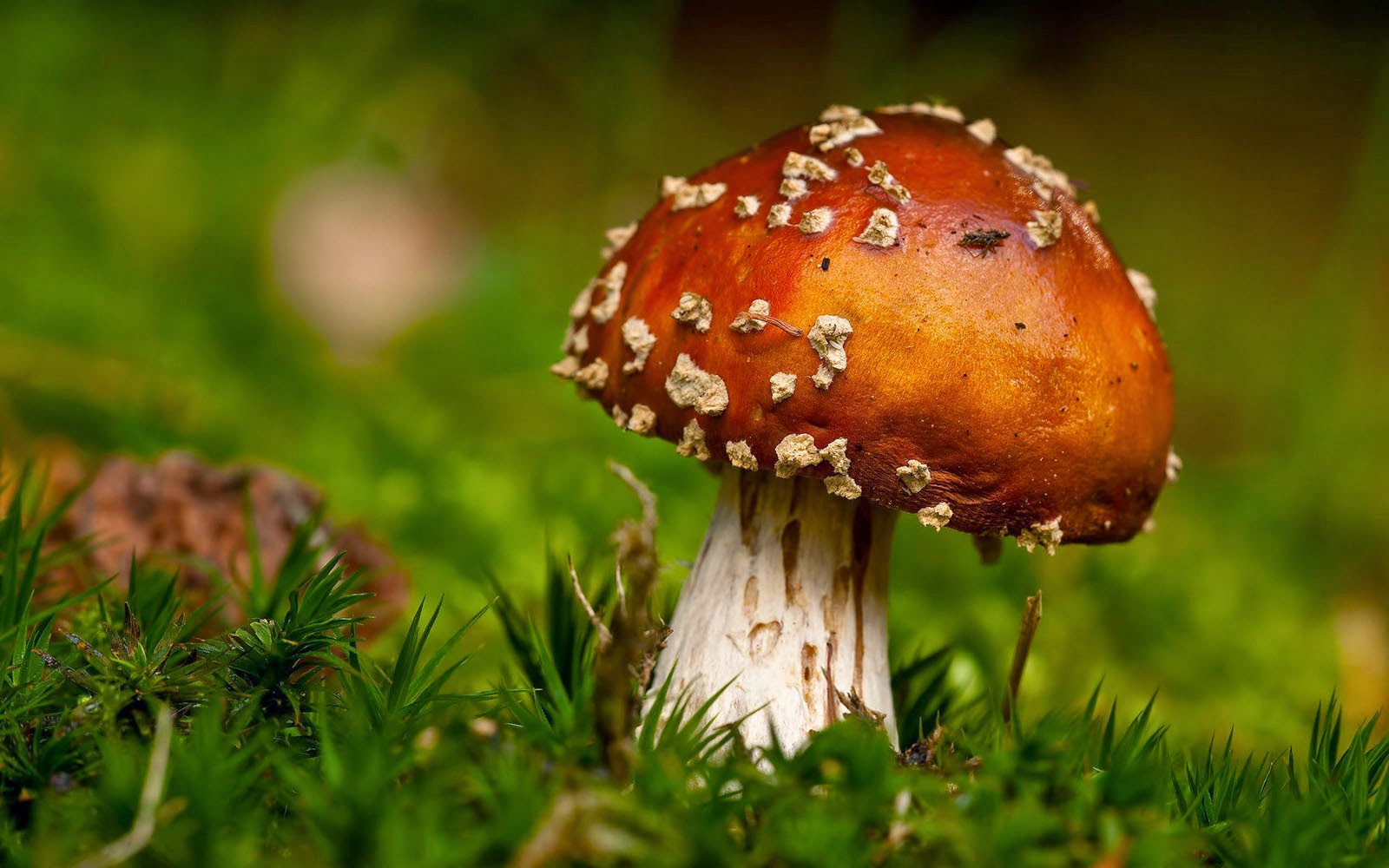 wallpapers: Mushrooms Wallpapers