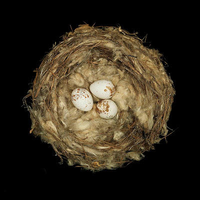 [Image: bird-nests-sharon-beals-15.jpg]