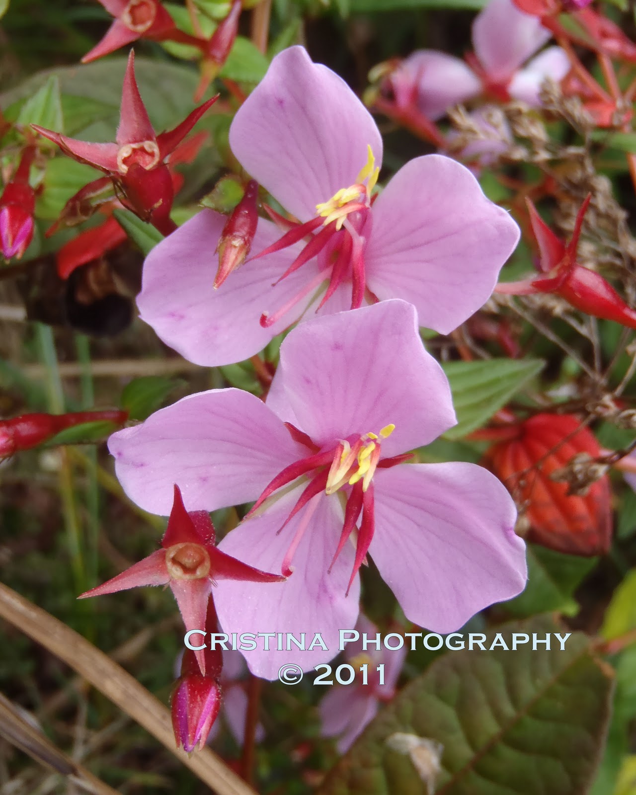 Flowers of Panama Rare, common and exotic flowers from Central America
