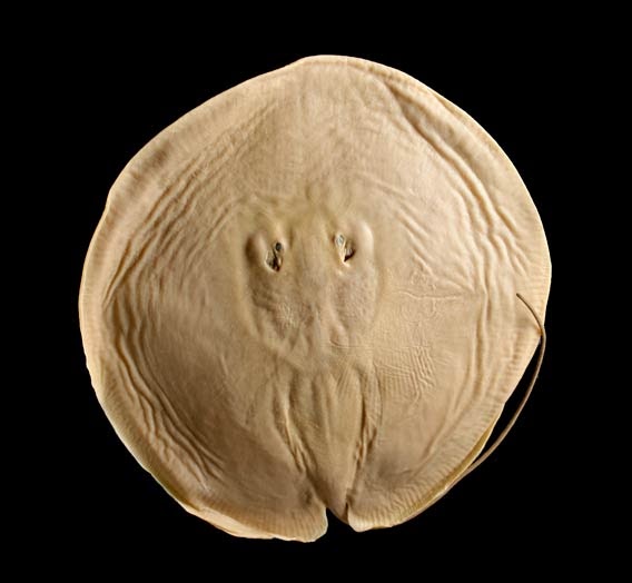 Sarah New 'Pancake' Stingrays Discovered in the Amazon