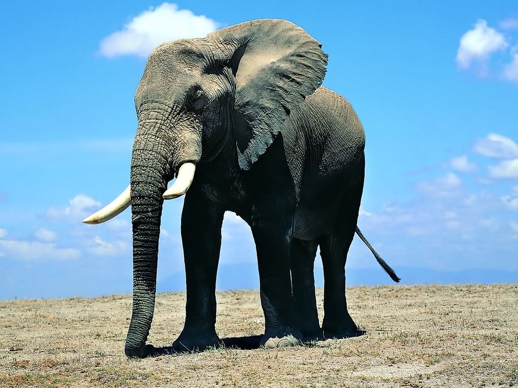 Beautiful Pictures OF Elephant In HD