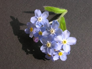 Forget-me-not flowers