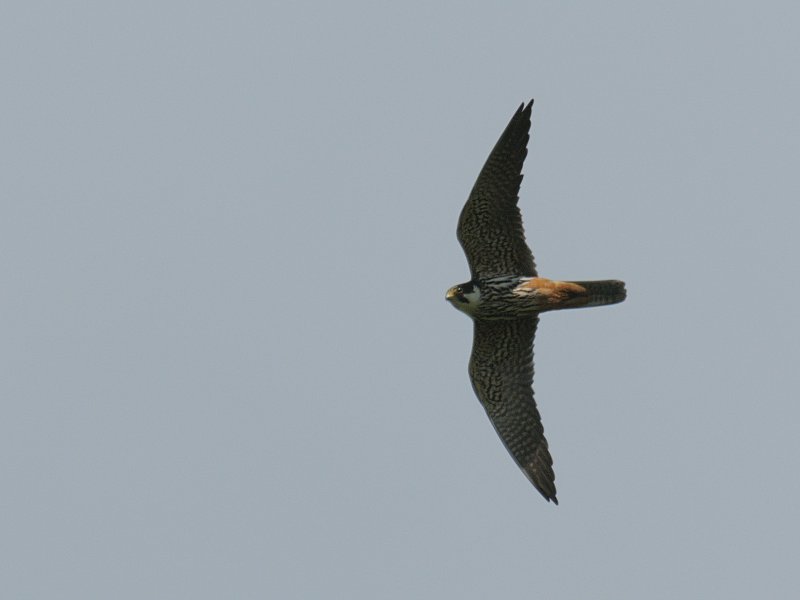 Ephoto Ezulwini November 2015