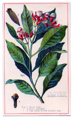 http://4.bp.blogspot.com/-dIdZkmR_Dxs/Tlb3H3uY8-I/AAAAAAAAN5A/Qr3FoUHXJ6s/s1600/cloves%2Bvintage%2Bimage%2Bgraphicsfairy004b.jpg