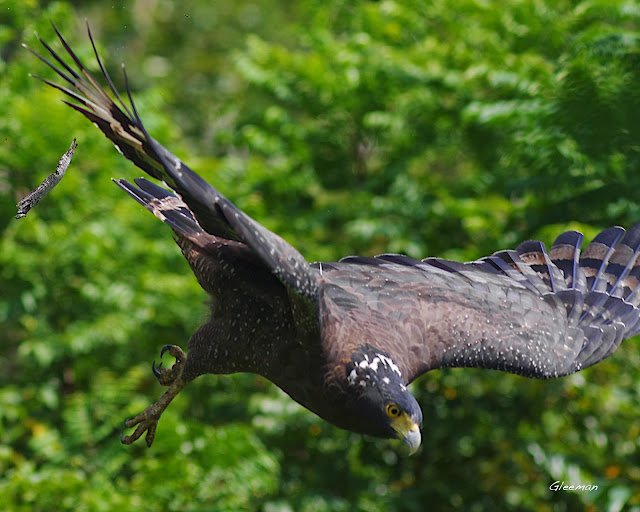 雞南山的大冠鷲- 阿鷲。發現獵物。
