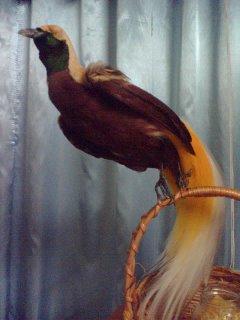 Untuk makluman, burung ini hanya menetap di awan dan mengeluarkan bau