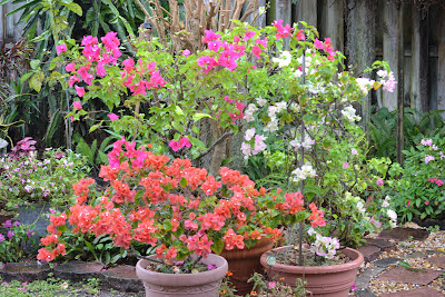 Container Gardens 2015