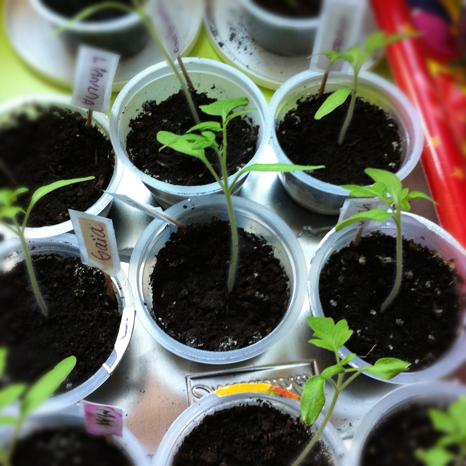 Sunflower Seedlings! Gettin' Crafty with Natalie