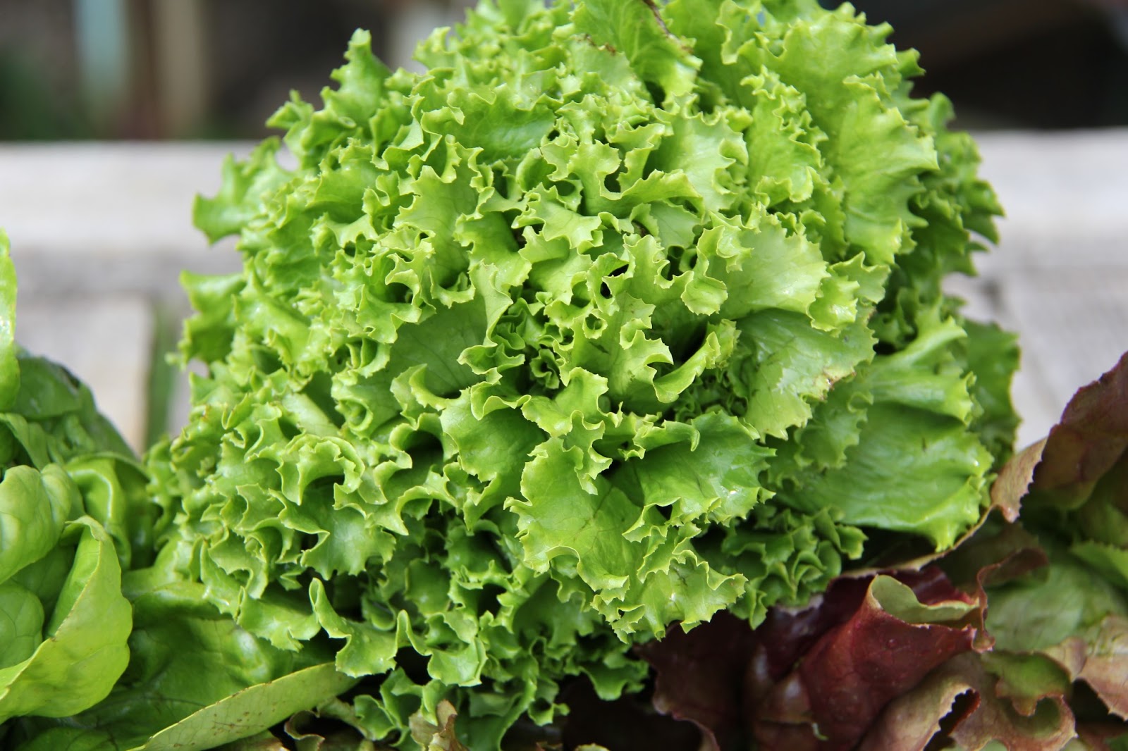 Stony Hill Farms CSA Lettuce