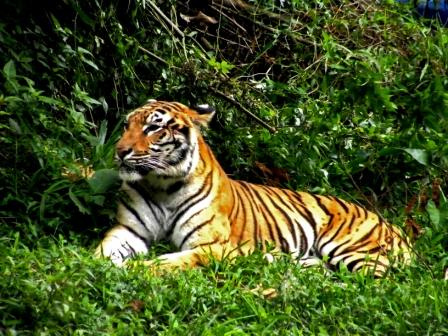 The Sumatran Tiger Facts, Indonesian Big Cat | The Archipelago Zone