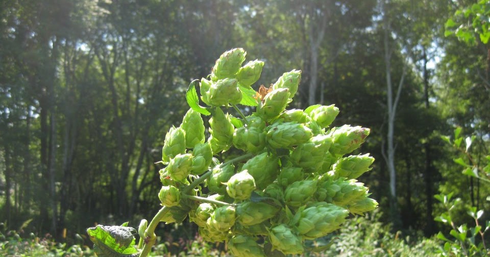 VETERINARY ASSOCIATES OF CAPE COD Hops is Toxic to Pets