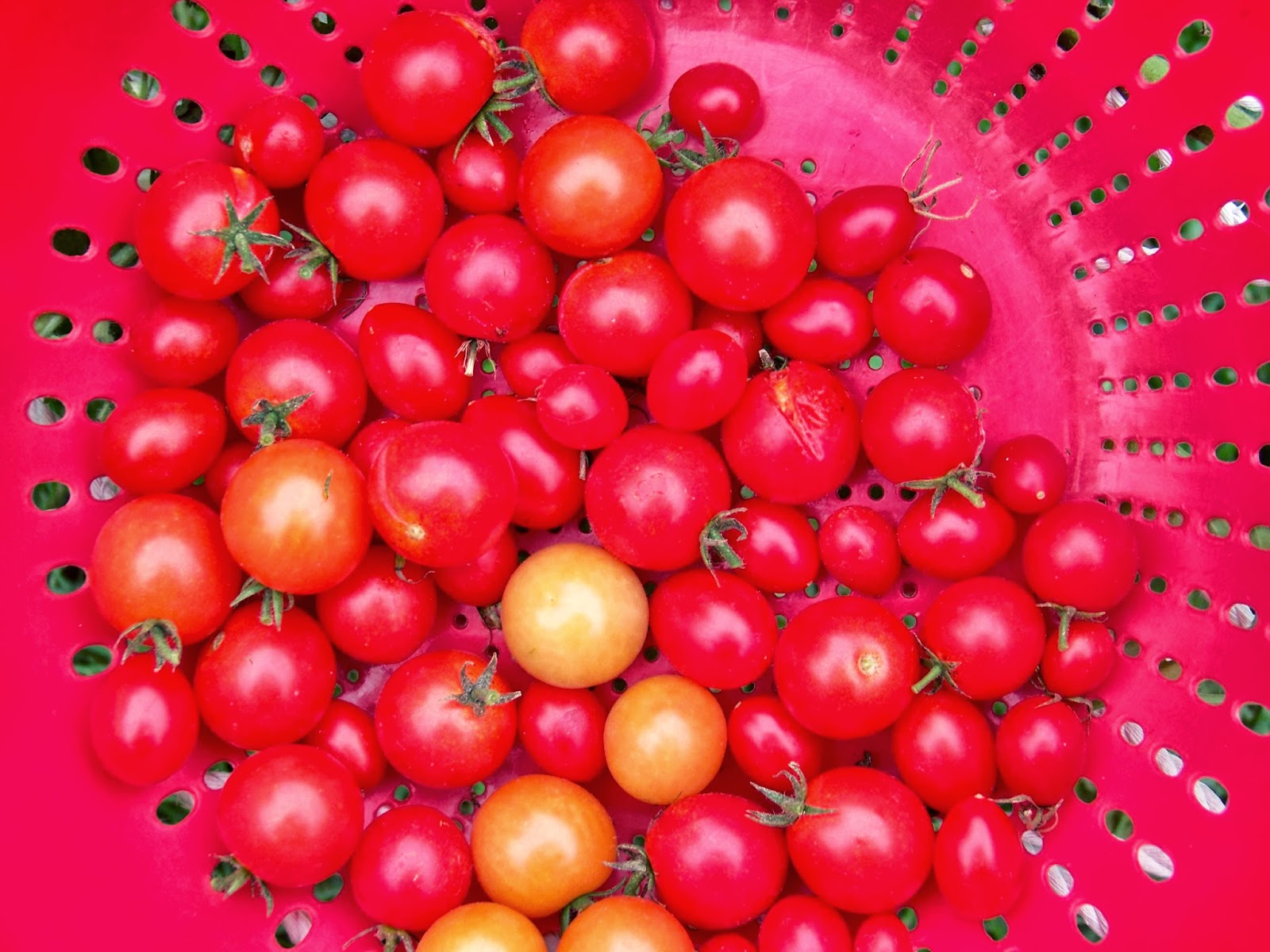 Tell Me A Story CHERRY TOMATOES, Fruit or Vegetable?