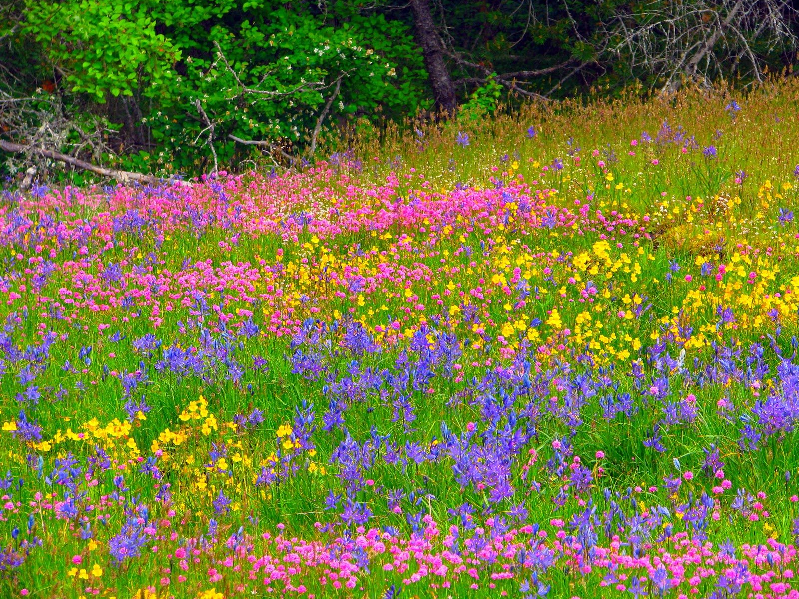 Everything Nanaimo HAREWOOD PLAINS